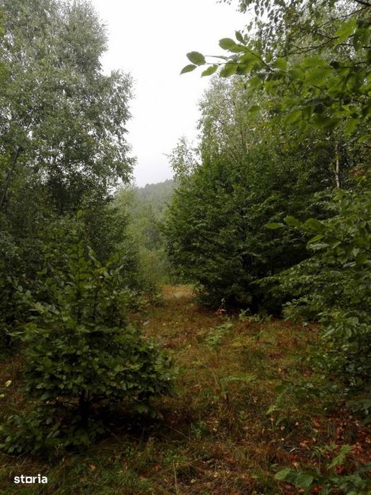 Proprietate rară în inima Retezatului – 5.700 mp teren intravilan