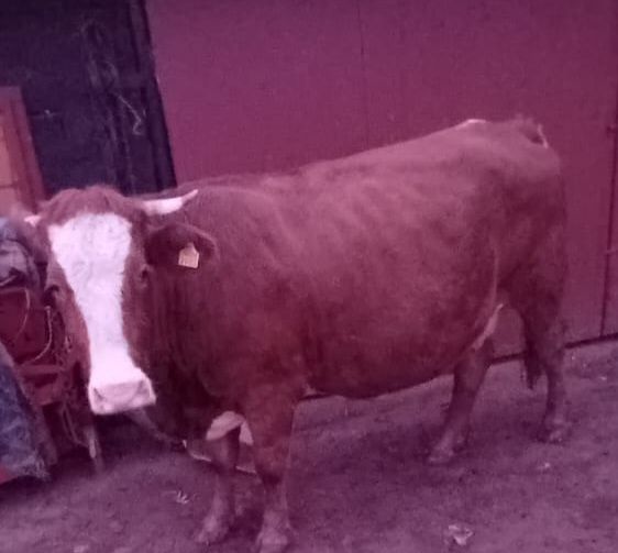 Vînd vacă gestantă