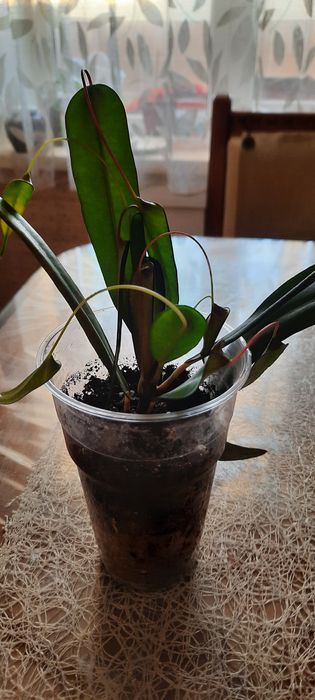 Продам цветок Кодиеум