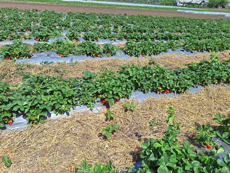 Stoloni Albion și unifere Asia