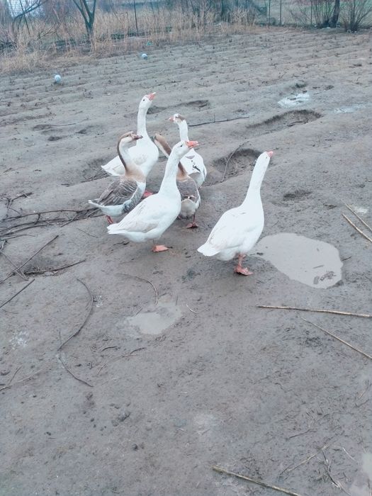 Продаются гуси..
