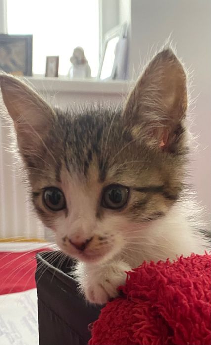 Adopții pisici - pui