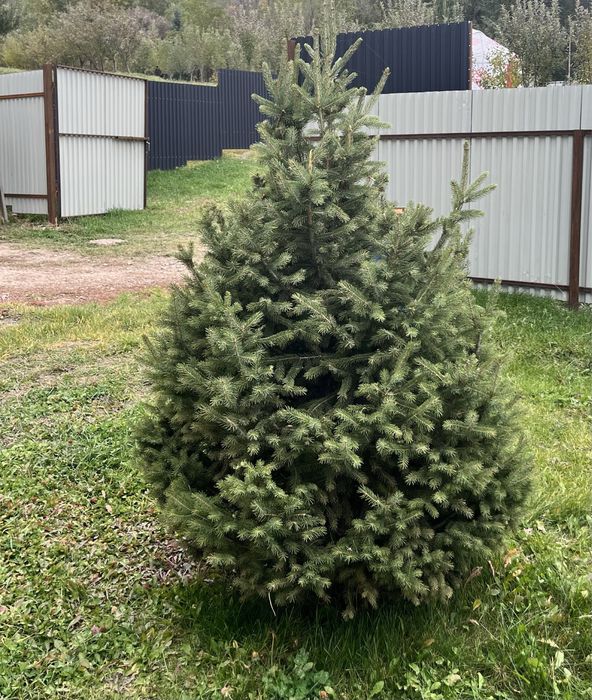 Ёлки разной высоты