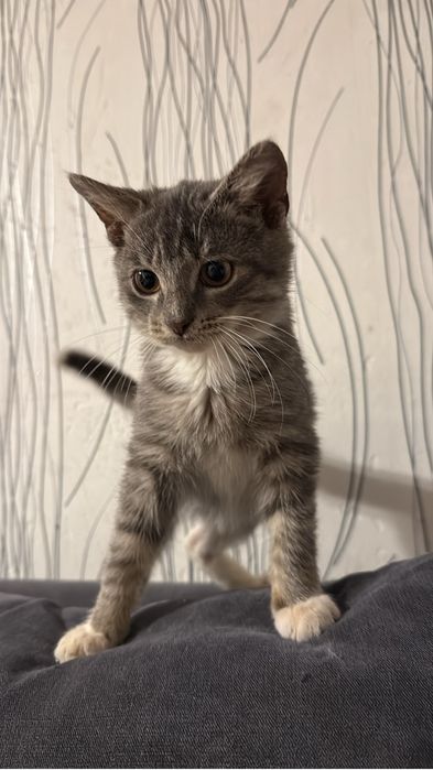 Отдам кота в добрые руки!