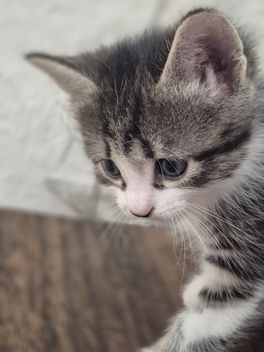 Котята бесплатно