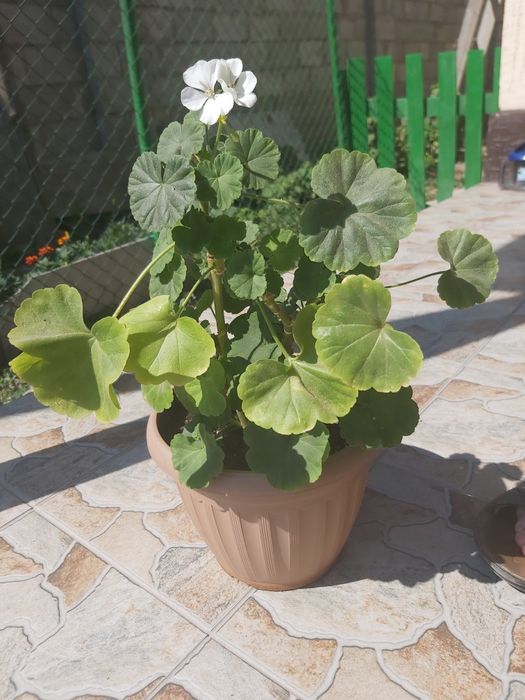 Распродажа комнатные цветы