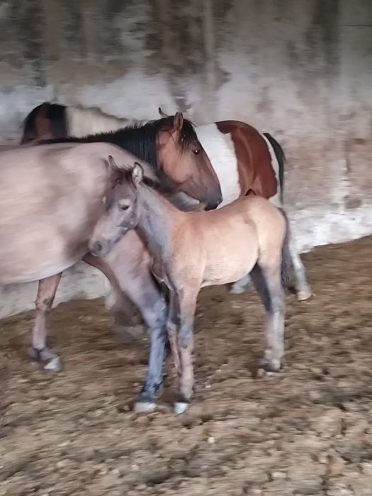 Продам Кобылу с жеребёнком