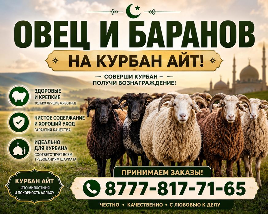 Продам баранов по самой  низкий цене