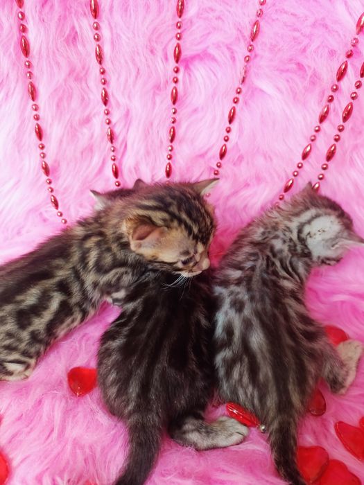 Продам бенгальских котят