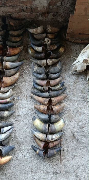 Рога 10 евро на чифт най-новото актуален профил