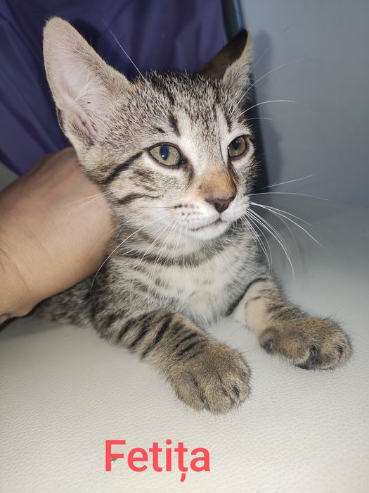 Pisicuțe pentru adoptie