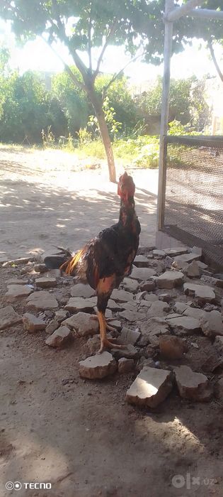 Dakan xoroź sotiladi