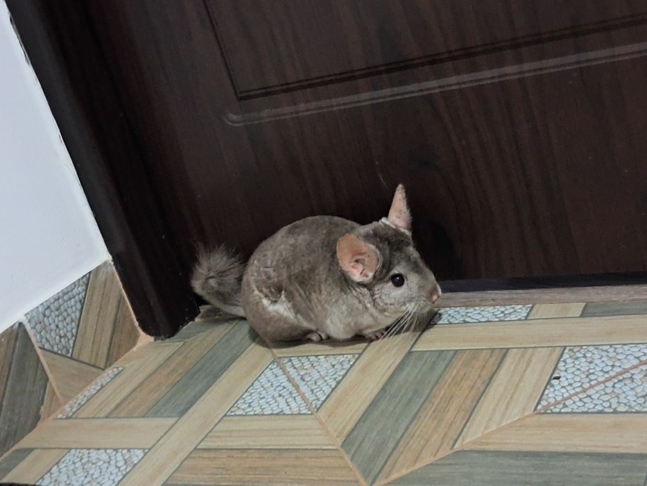 Vând chinchilla gri