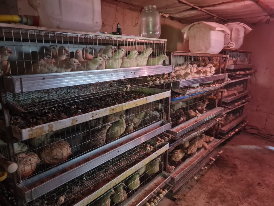 Продается несушие перепелки
