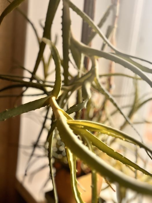 Алое красивый прродаем срочно!