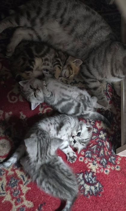 Британские короткошерстные котята