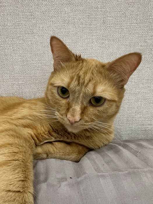 Отдам кота с лотком, переноской и мисками