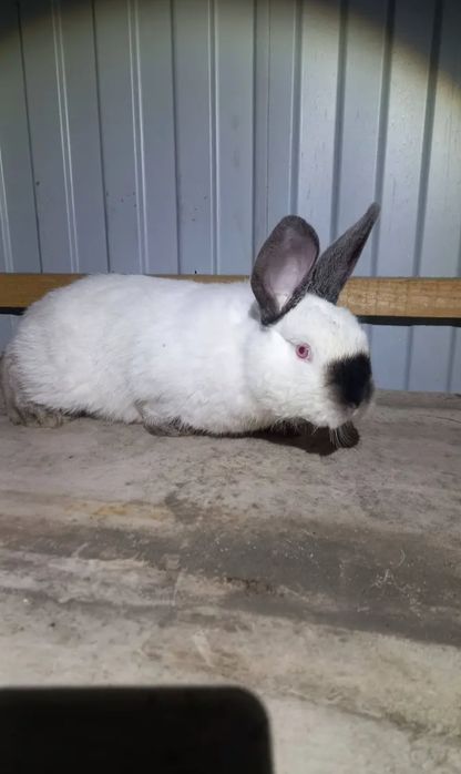 Кролики калифорния