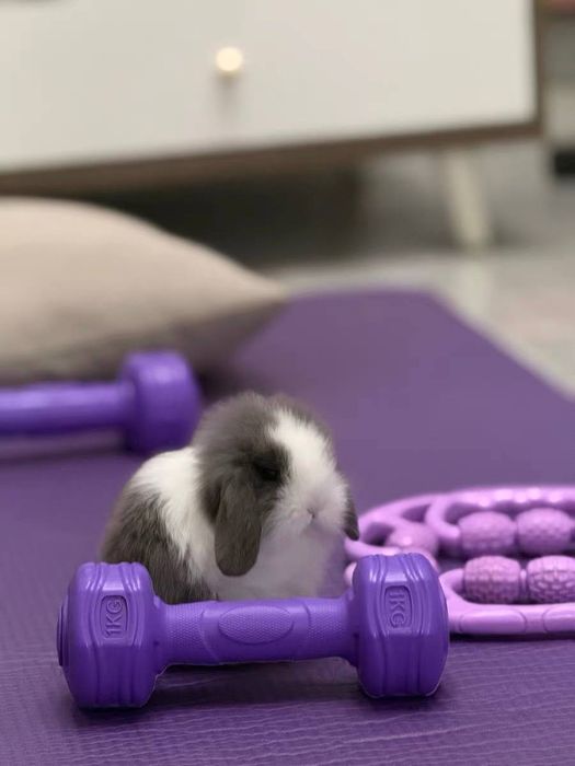 Karlik o'smaydigan quyonchalar O'zbekistonda