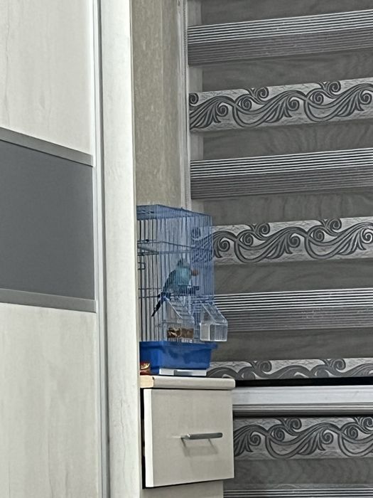 Продаю попугая .