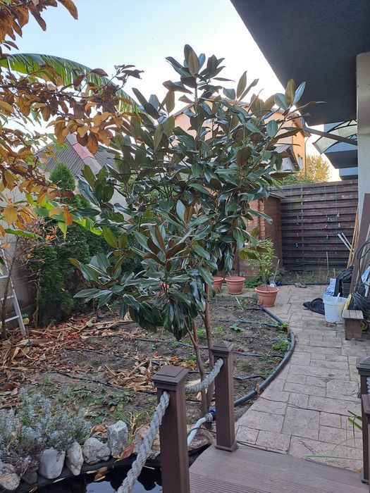 Magnolia grandiflora