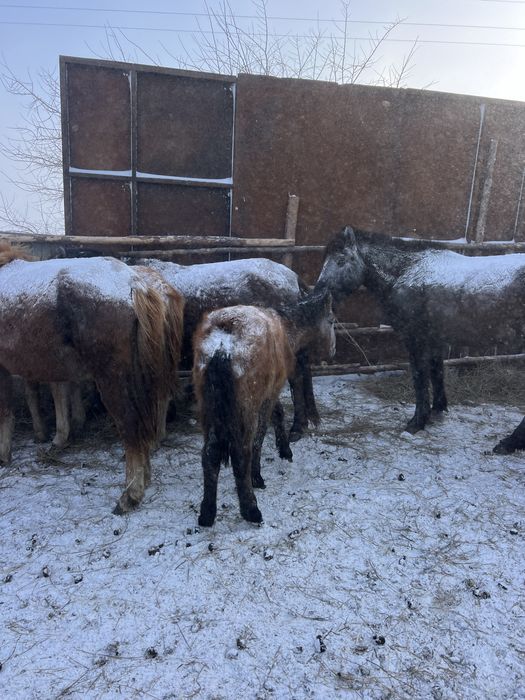 Продам жабагы Ургаши ( Девочка )