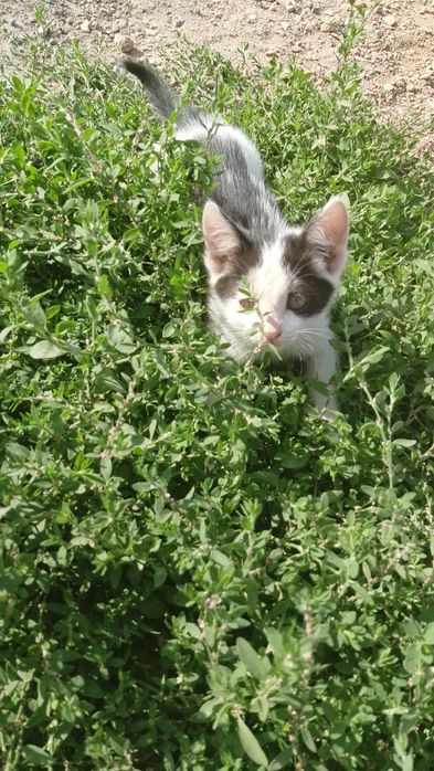 Котята, шустрые, игривые