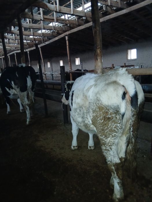 Гунажин Парода Сотилади