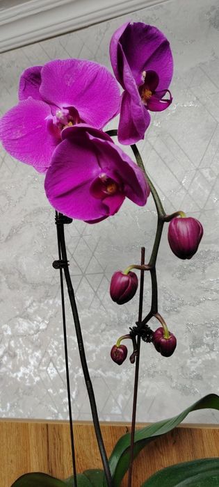 Орхидея Phalaenopsis
