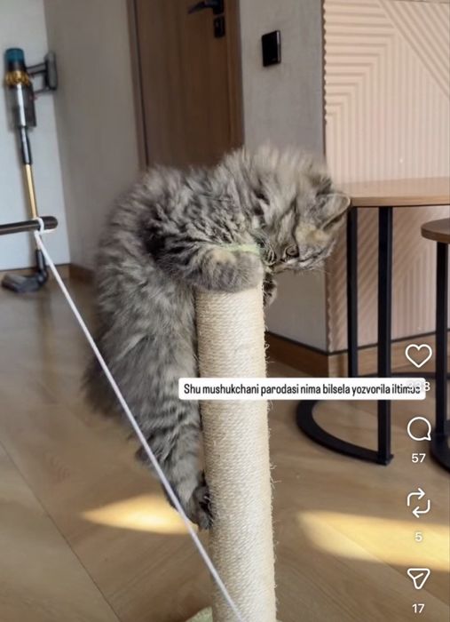 Продается кошка породы британец длинношерстный со всеми аксессуарами