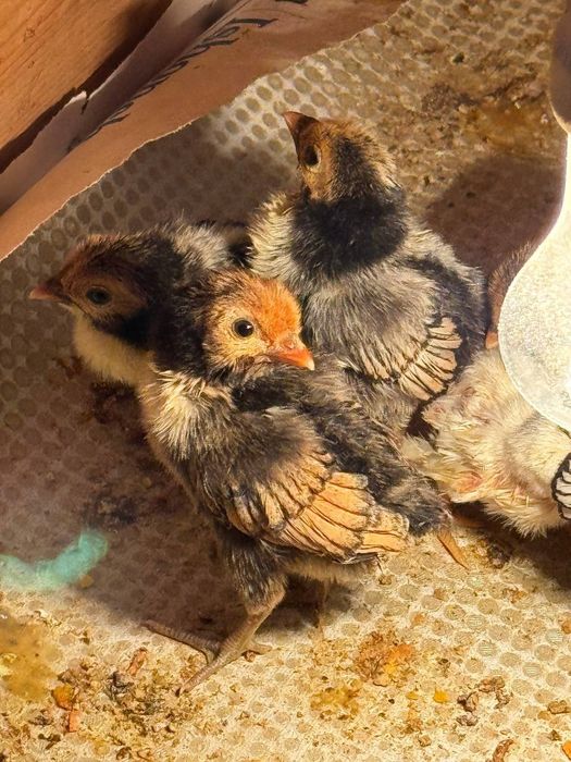 Сибрайт жужалари сотилади