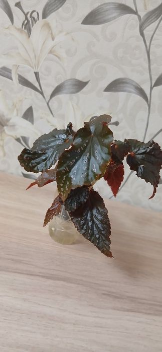 Продам комнатные цветы