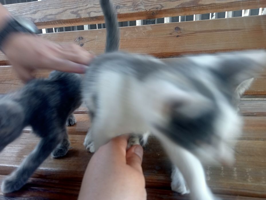 Котята бесплатно