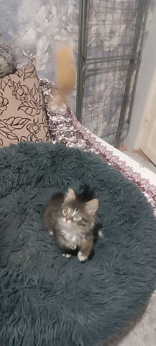 Отдается очаровательный пушистый котенок