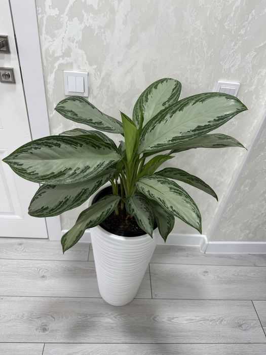 Аглаонема Сильвер Бей