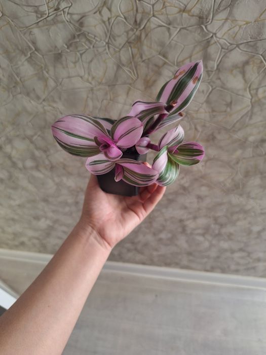 Пеперомия, аптения,традесканция,