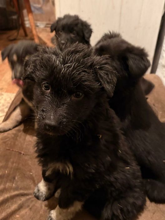 Отдам в добрые руки щенят