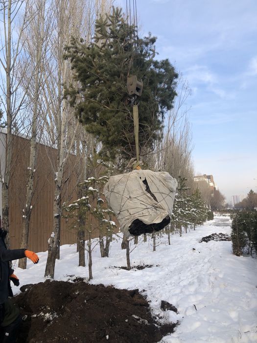 Озеленение територии