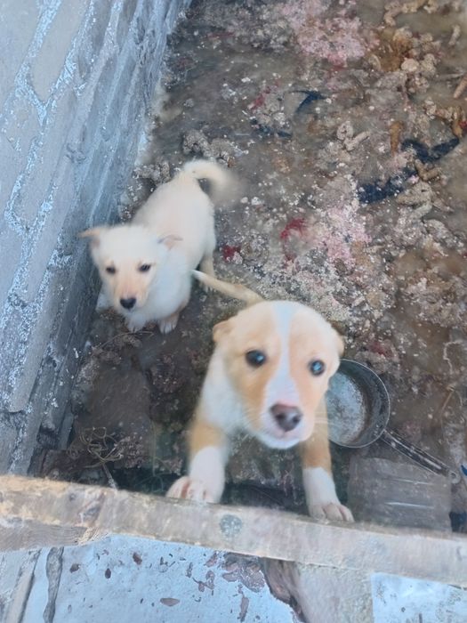 Срочно ищем дом щенкам