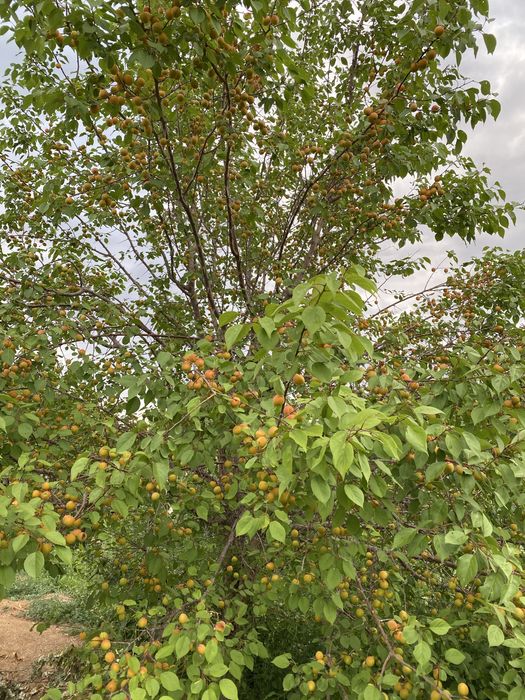 Продаётся Дача