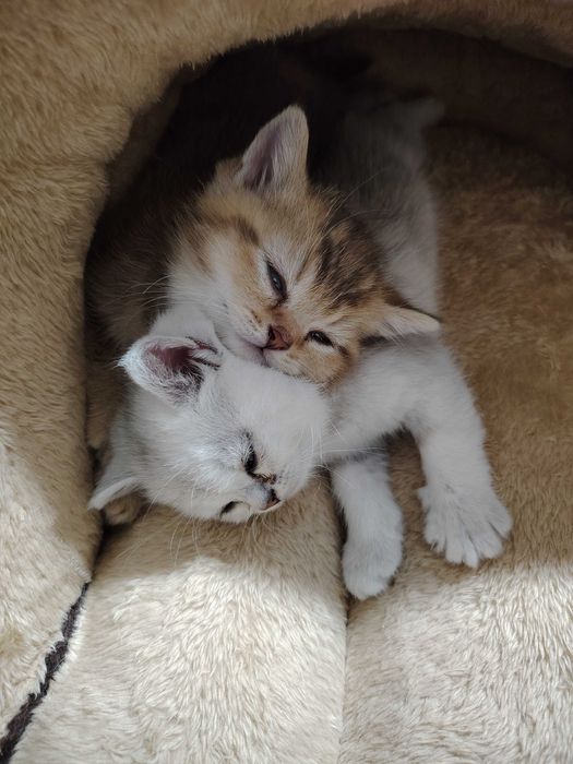 Серебристая шиншилла