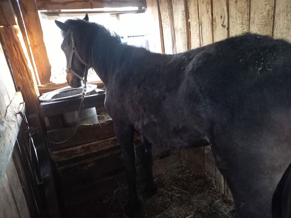 Продам       тай