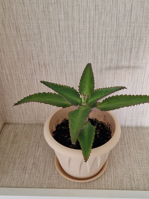 Каланхоэ лечебное