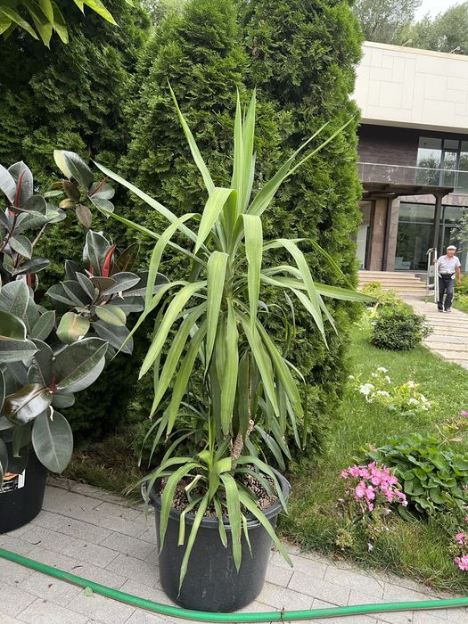 Комнатный цветок. Продам юку, 160 см, 80.000 тг