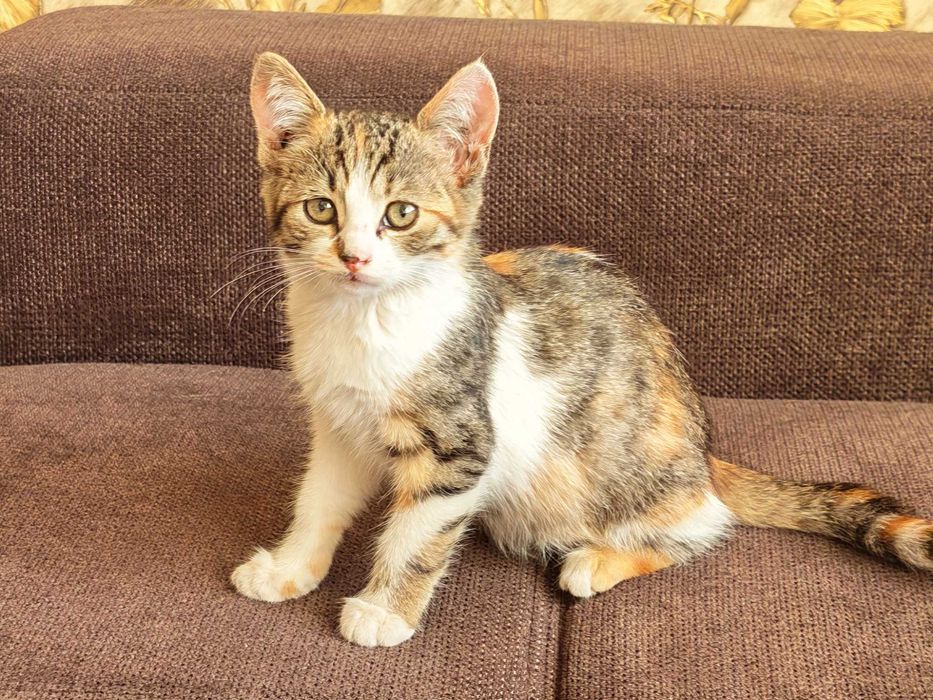 Подарявам котенца на 2 месеца + Пакет храна за 1 месец