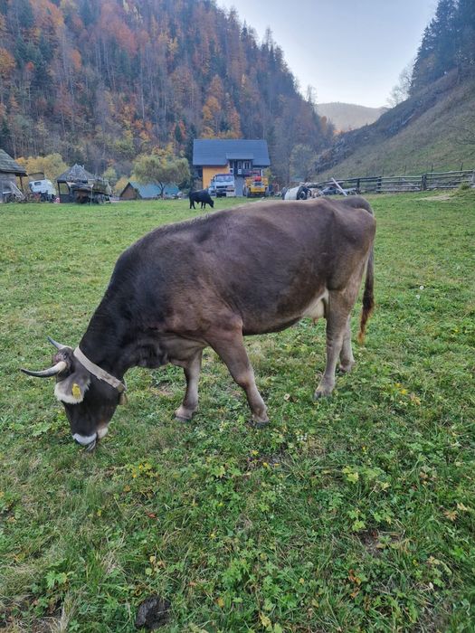 Vaca brună foarte frumoasa