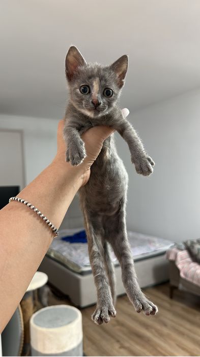 Котята в самые добрые руки