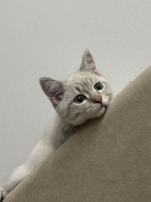 Продам очаровательного котёнка