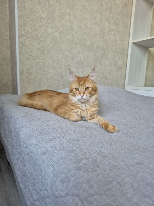 Кошка Мейнкун 1 год