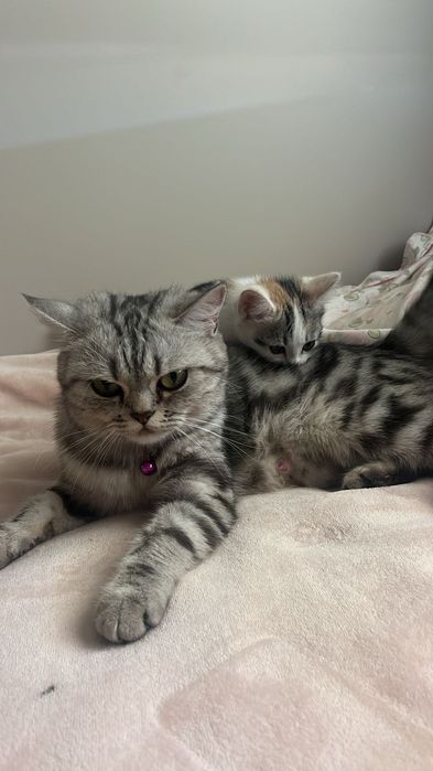 Отдам котенка бесплатно